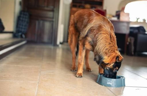 HPM Pienso Virbac Veterinary Adult Large & Medium Para Perros Adultos De Raza Mediana Y Grande 5 HPM Pienso Virbac Veterinary Adult Large & Medium Para Perros Adultos De Raza Mediana Y Grande - Imagen 3