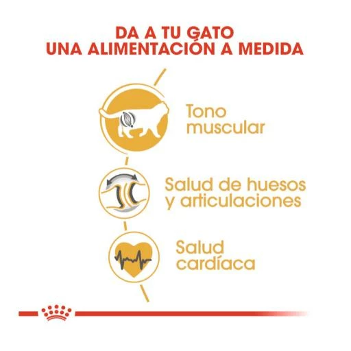 Royal Canin British Shorthair Pienso Para Gato Adulto De Raza 8 Royal Canin British Shorthair Pienso Para Gato Adulto De Raza - Imagen 6