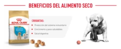 Royal Canin Labrador Retriever Puppy Pienso Para Cachorro De Raza 27 Royal Canin Labrador Retriever Puppy Pienso Para Cachorro De Raza -Suministros De Mascotas Ventas 2024 beneficios royal canin pienso puppy 6436c2071460f g