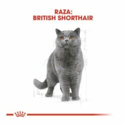 Royal Canin British Shorthair Pienso Para Gato Adulto De Raza 14 Royal Canin British Shorthair Pienso Para Gato Adulto De Raza -Suministros De Mascotas Ventas 2024 british shorthair 62f508a738259 g