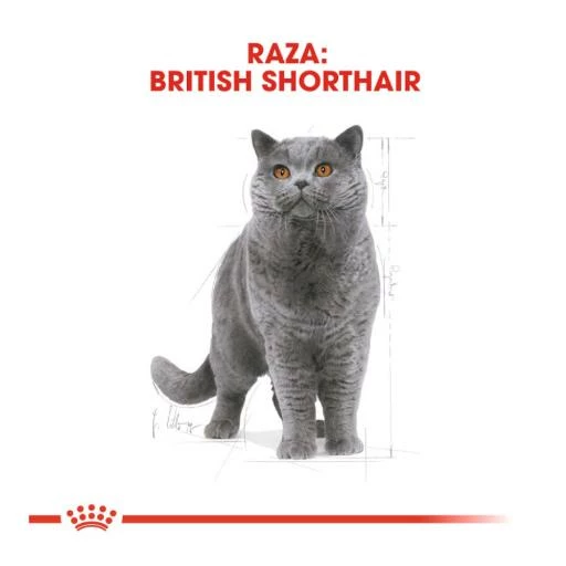 Royal Canin British Shorthair Pienso Para Gato Adulto De Raza 6 Royal Canin British Shorthair Pienso Para Gato Adulto De Raza - Imagen 4