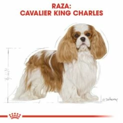 Royal Canin Cavalier King Charles Adult Pienso Para Perro Adulto Spaniel -Suministros De Mascotas Ventas 2024 cavalier king charles adult 5 g