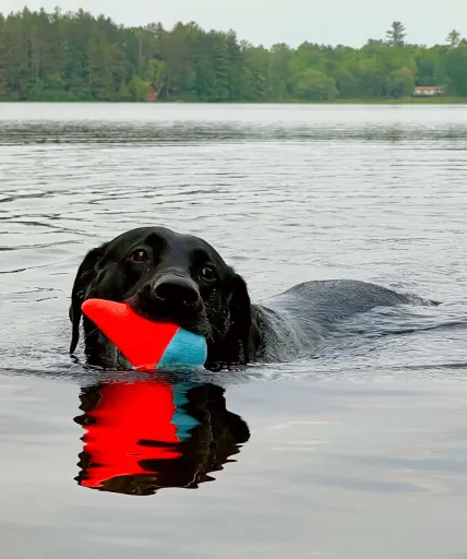 Chuckit! Chuckit Aleta De Tiburón Flotante Para Perros 4 Chuckit! Chuckit Aleta De Tiburón Flotante Para Perros - Imagen 2