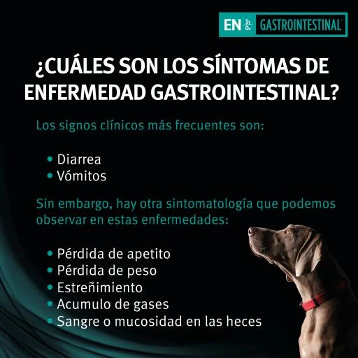 Pro Plan Veterinary Diets Comida Húmeda EN Gastrointestinal Mousse 5 Pro Plan Veterinary Diets Comida Húmeda EN Gastrointestinal Mousse - Imagen 3