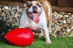 Jolly Pets Pelota En Forma De Huevo Interactivo Rojo -Suministros De Mascotas Ventas 2024 jolly pets egg 629f546add9c5 g