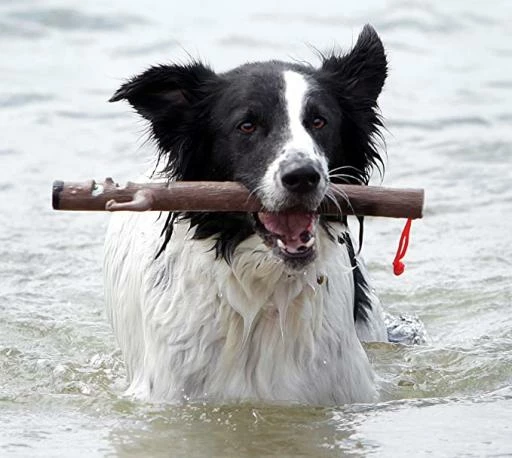 Doog Stick Woody 4 Doog Stick Woody - Imagen 2