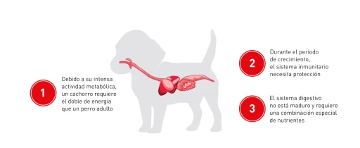 Royal Canin Labrador Retriever Puppy Pienso Para Cachorro De Raza 12 Royal Canin Labrador Retriever Puppy Pienso Para Cachorro De Raza - Imagen 10