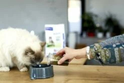 HPM Pienso Virbac Veterinary Adult Salmon Neutered & Entire Para Gatos Adultos -Suministros De Mascotas Ventas 2024 neuteredadultcat 6230689653378 g