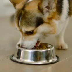 Pro Plan Optiage Adult 7+ De Pollo Medium/Large -Suministros De Mascotas Ventas 2024 optiage adult 7 de pollo medium large 6 g