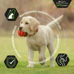 Pro Plan Optistart Puppy De Pollo Large Robust -Suministros De Mascotas Ventas 2024 optistart puppy de pollo large robust 2 g