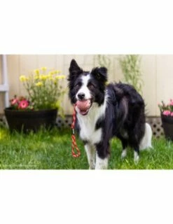 Julius K9 Pelota Idc Con Asa -Suministros De Mascotas Ventas 2024 pelota idc asa cerrable 1 63a0274a10915 g