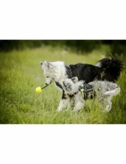 Julius K9 Pelota Idc Fluorescente Amarillo -Suministros De Mascotas Ventas 2024 pelota idc lumino asa cerrable 4 63a02a1cc067e g