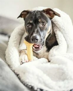 Nylabone Hueso Mordedor Extreme Chew Barbell Para Perros -Suministros De Mascotas Ventas 2024 perro mordiendo un juguete nylabone 644652a3ad22e g