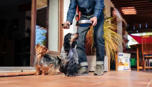 HPM Pienso Virbac Veterinary Adult Small & Toy Para Perros Pequeños 5 HPM Pienso Virbac Veterinary Adult Small & Toy Para Perros Pequeños - Imagen 3