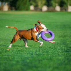 Collar Puller Juguete Mordedor -Suministros De Mascotas Ventas 2024 puller 06 548x548 62fe111957cda g