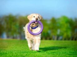 Collar Puller Juguete Mordedor -Suministros De Mascotas Ventas 2024 puller standard3 62fe111e53cf9 g