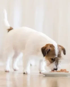 Pack 10 Schesir Comida Húmeda De Pollo Con Papaya 10 Pack 10 Schesir Comida Húmeda De Pollo Con Papaya -Suministros De Mascotas Ventas 2024 schesir prodotti cane umido 62d55e65be1e1 g