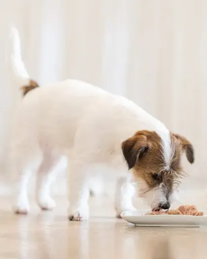 Pack 10 Schesir Comida Húmeda De Pollo Con Papaya 5 Pack 10 Schesir Comida Húmeda De Pollo Con Papaya - Imagen 3