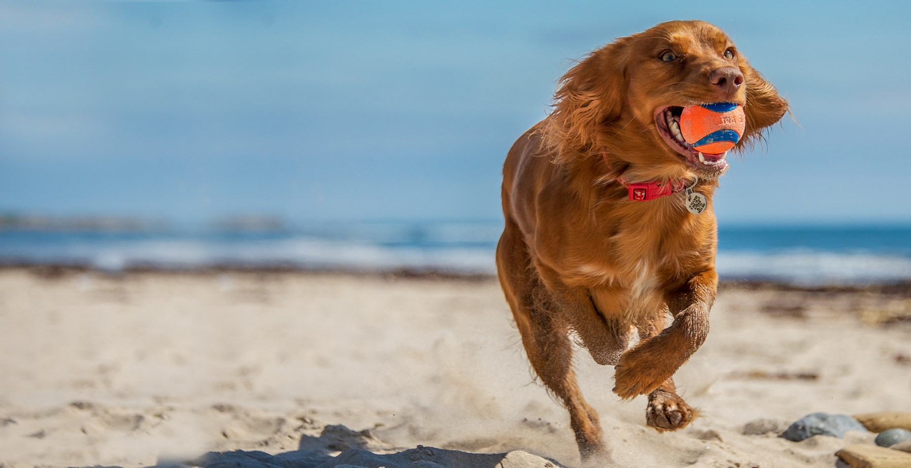 Suministros De Mascotas Ventas 2024 -Suministros De Mascotas Ventas 2024 Dingtalk 20240703141601